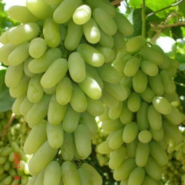 马奶葡萄1~2斤5%以下