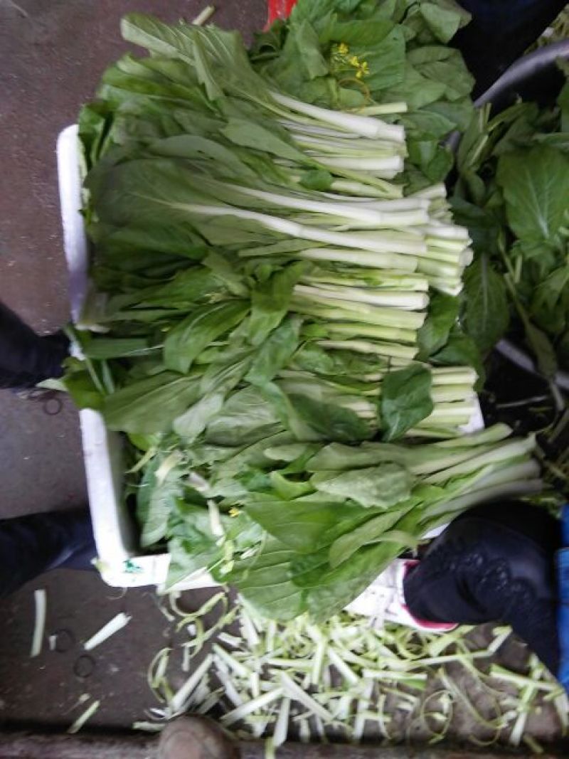 红菜苔15~20厘米