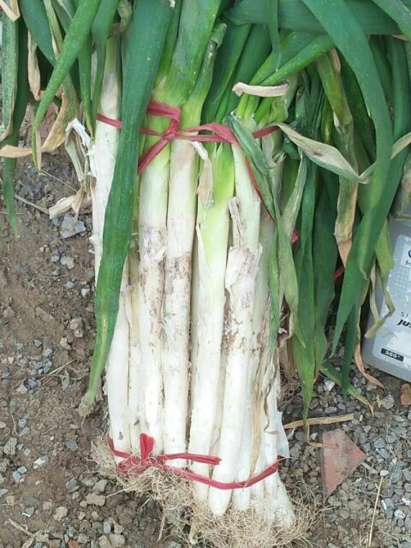 章丘大葱40cm以上毛葱3cm左右