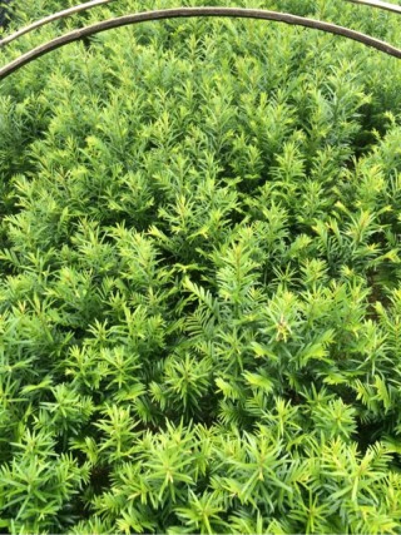 红豆杉小苗南方红豆杉树苗一年生小苗供应