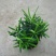 狭叶罗汉松苗10~20cm