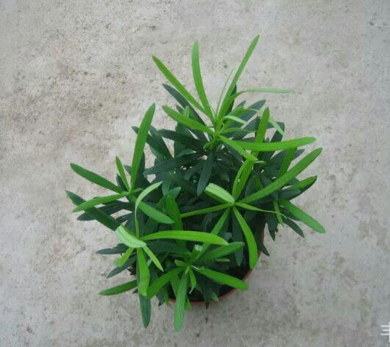 狭叶罗汉松苗10~20cm