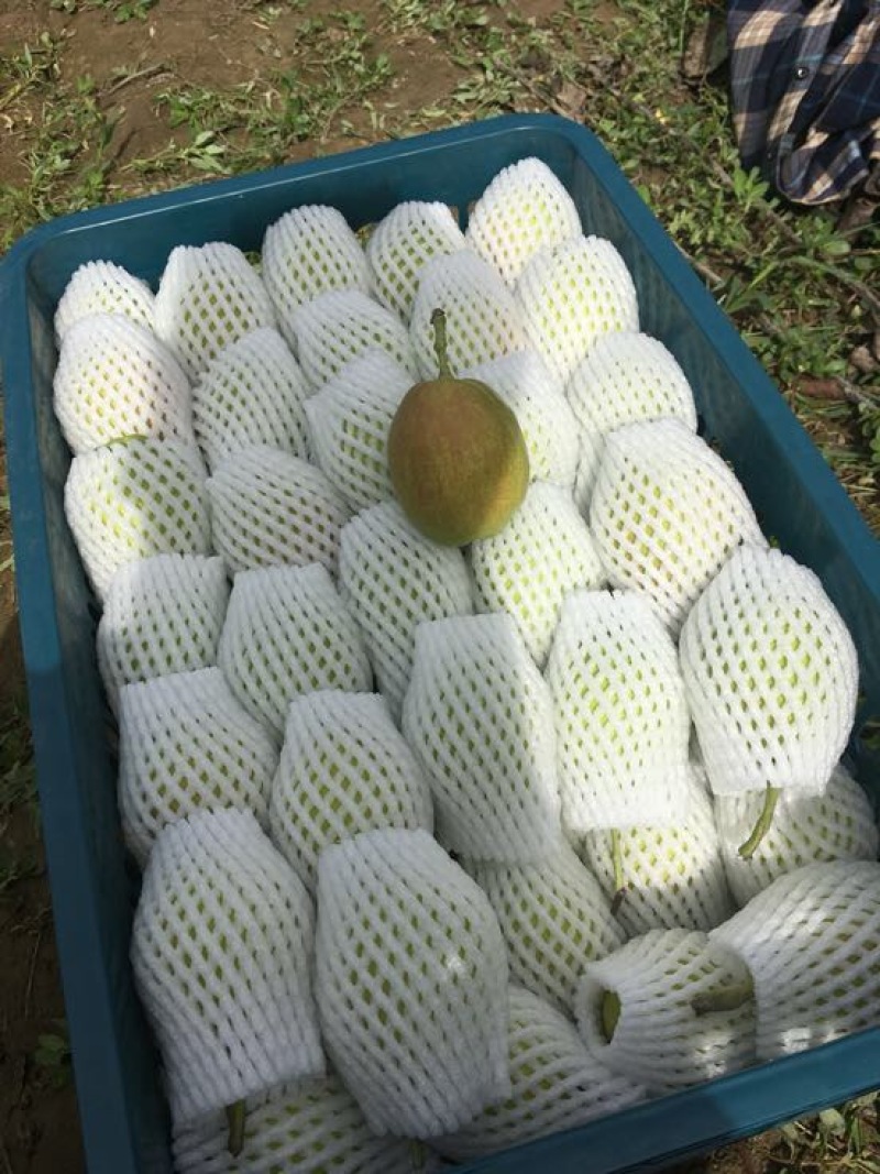 库尔勒香梨