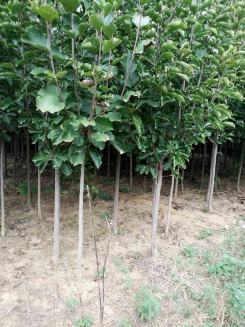 紫玉兰价格质量好无中介