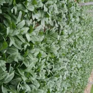 越冬菠菜25~30厘米