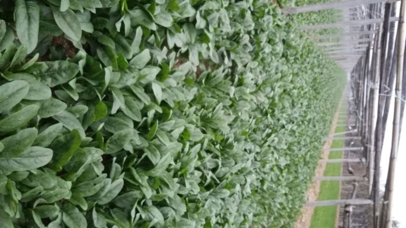 越冬菠菜25~30厘米