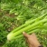 【推荐芹菜】西芹法国皇后河南大棚种植叶绿杆亮量大从优欢迎电联