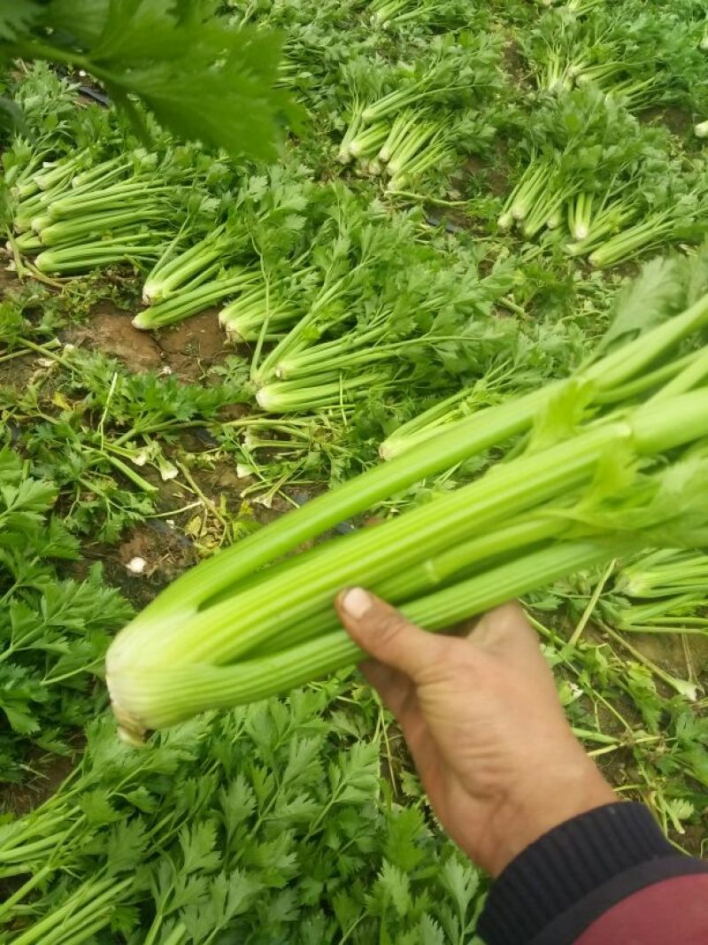 【推荐芹菜】西芹法国皇后河南大棚种植叶绿杆亮量大从优欢迎电联