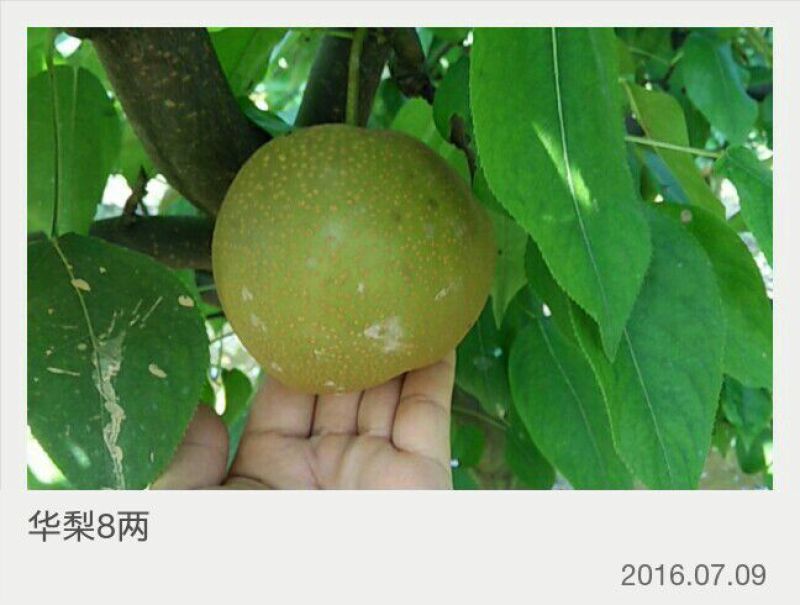 华梨旧口沙梨湖北沙梨基地
