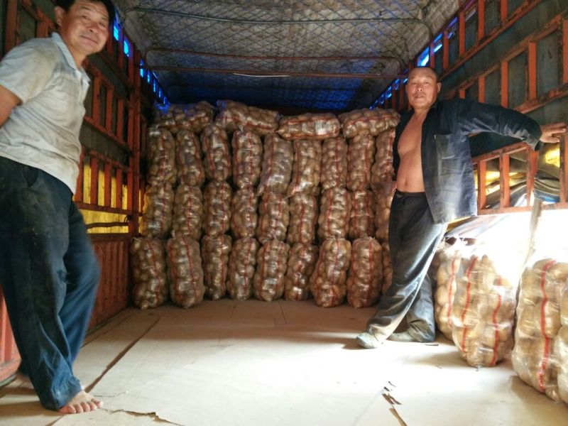荷兰十五土豆1两以上精品