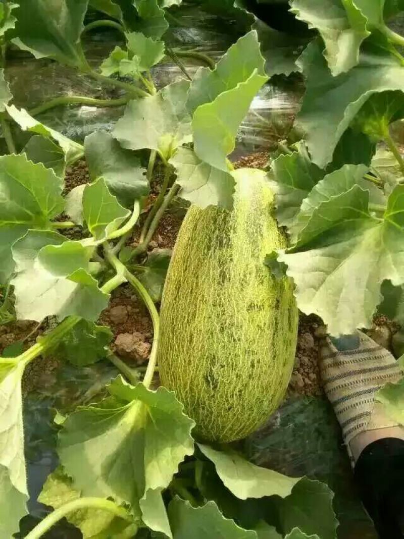 哈密瓜3斤以上长圆形