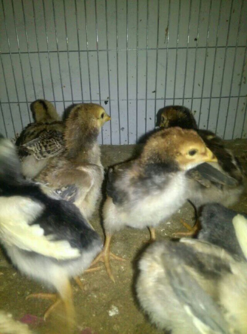 斗鸡苗1斤以下