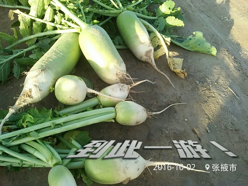 青萝卜1~1.5斤起