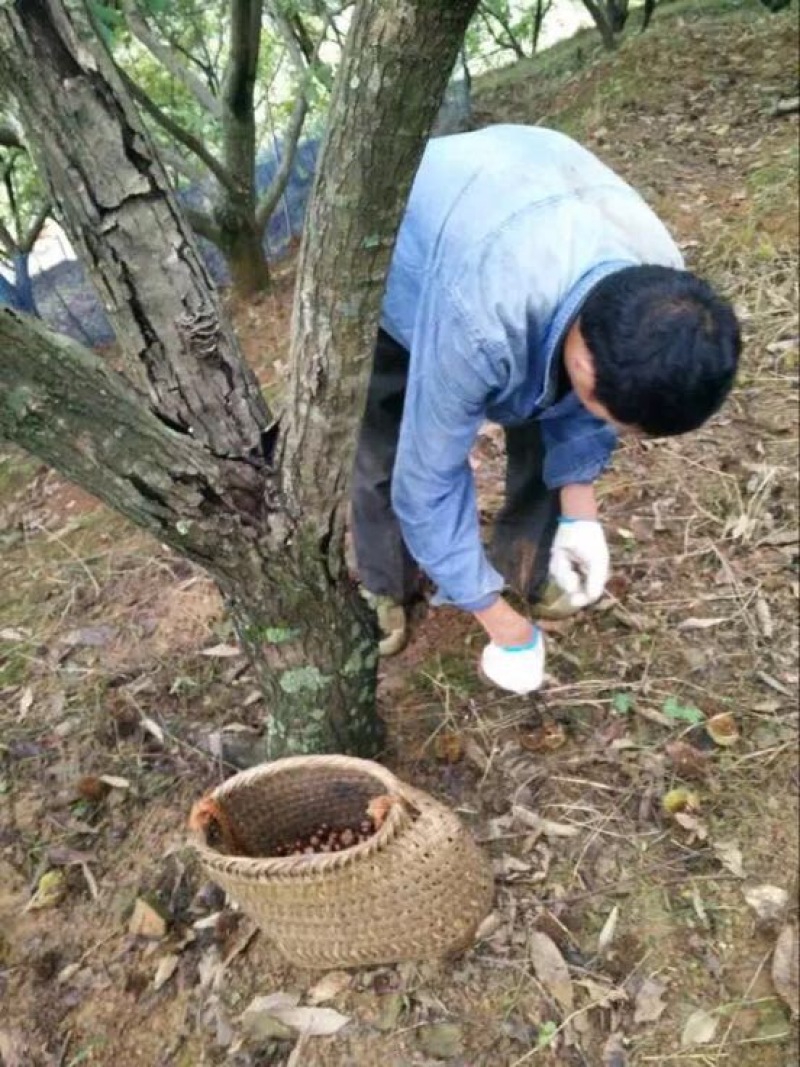 锥栗板栗