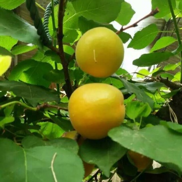 陕西金太阳杏产地,金太阳杏上市价格,金太阳杏最新批发价