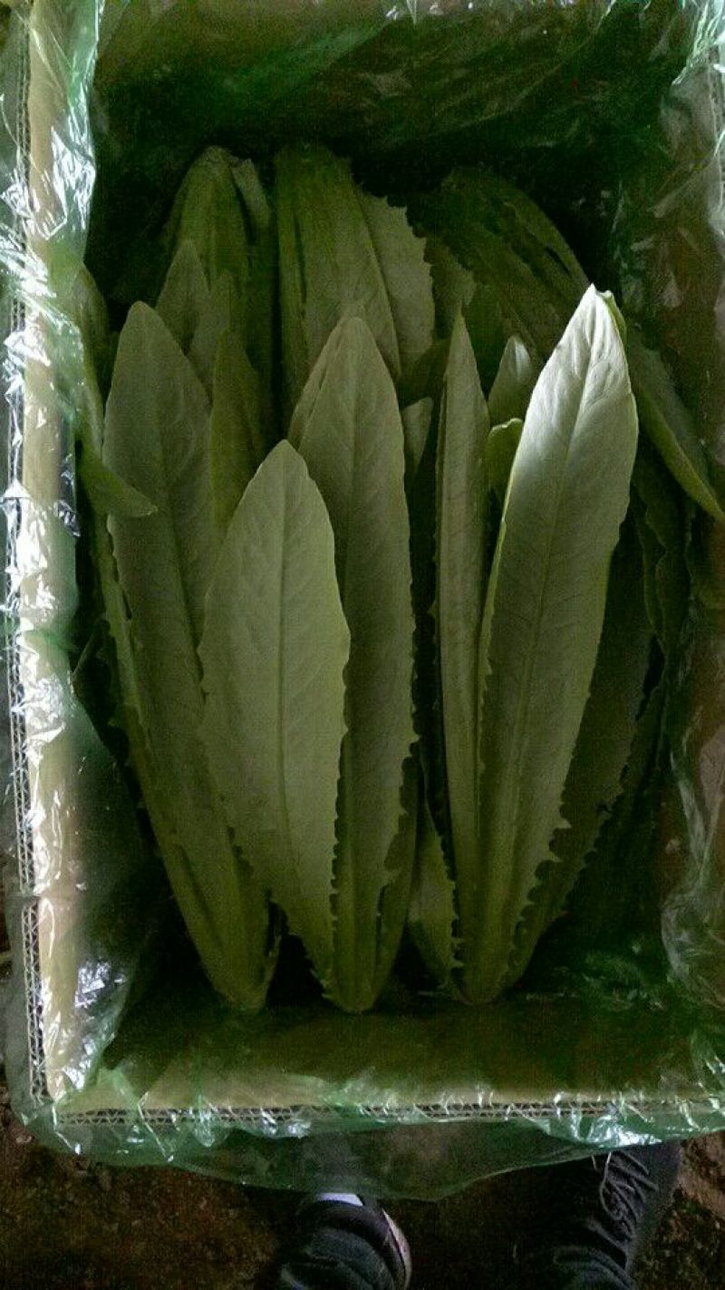 油麦菜30~35厘米以上