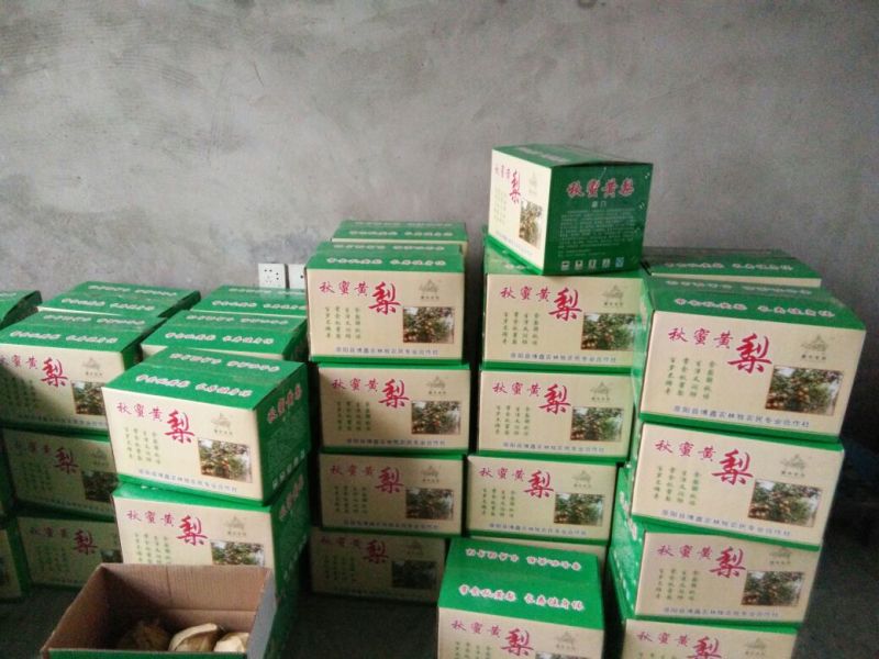 晚秋黄梨300~350g纸箱