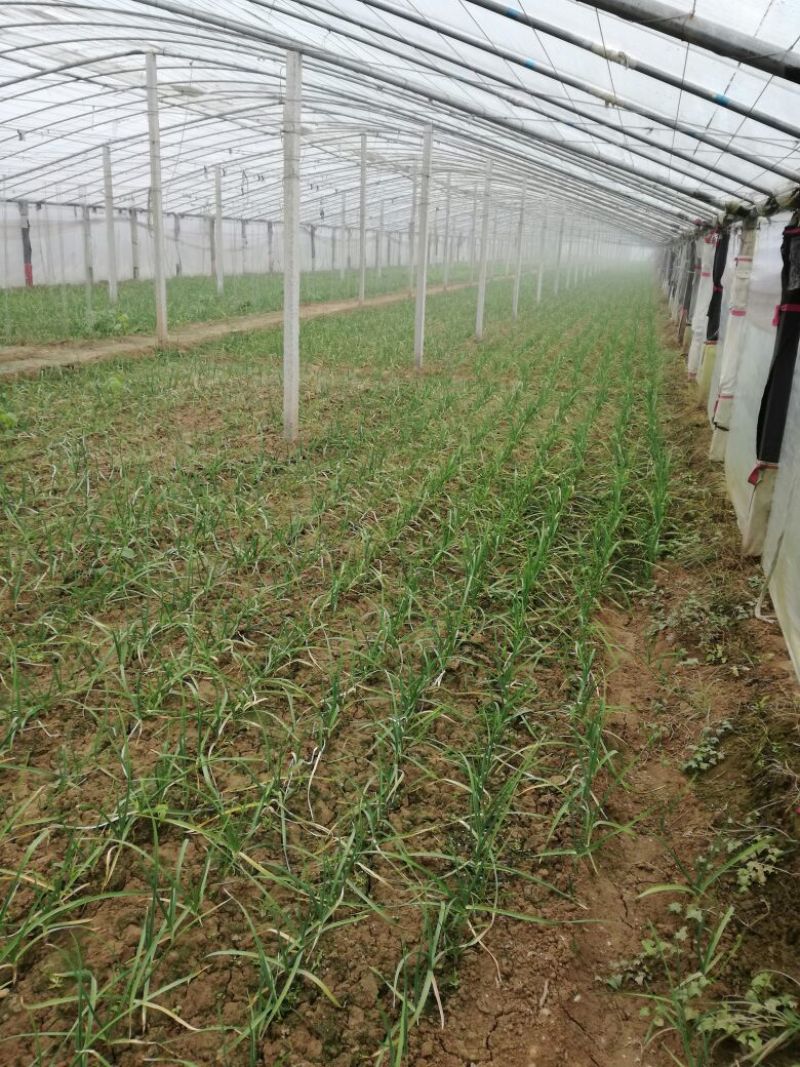 大叶菠菜15~20厘米