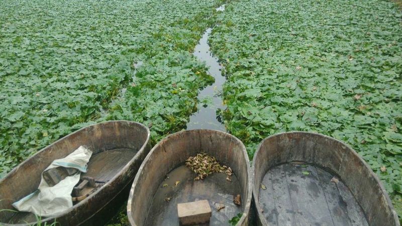 【推荐】菱角大量供应全国供货现采现发量大价优一手货源