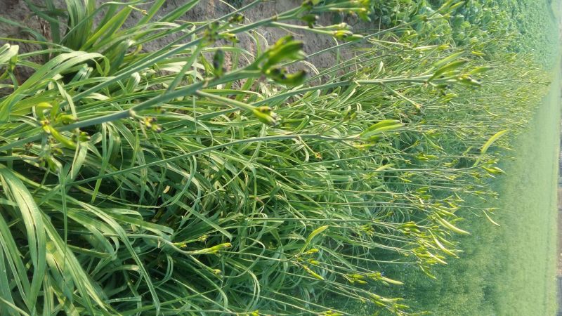 干黄花菜散装一级