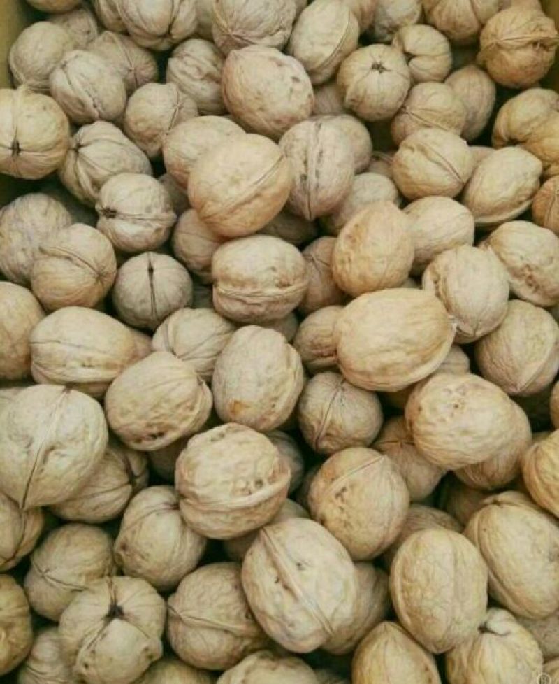 薄皮核桃去皮干