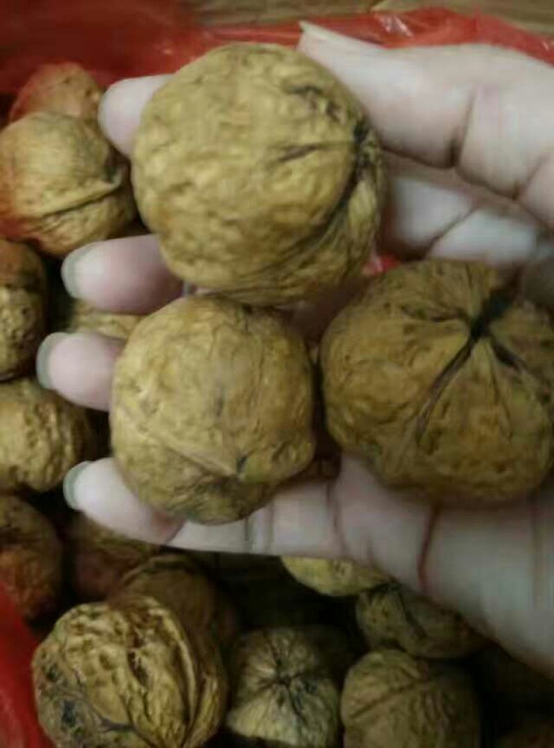 山核桃25mm以下青皮干