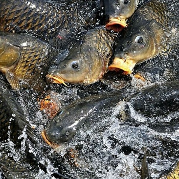 河鲤鱼食用2~3公斤