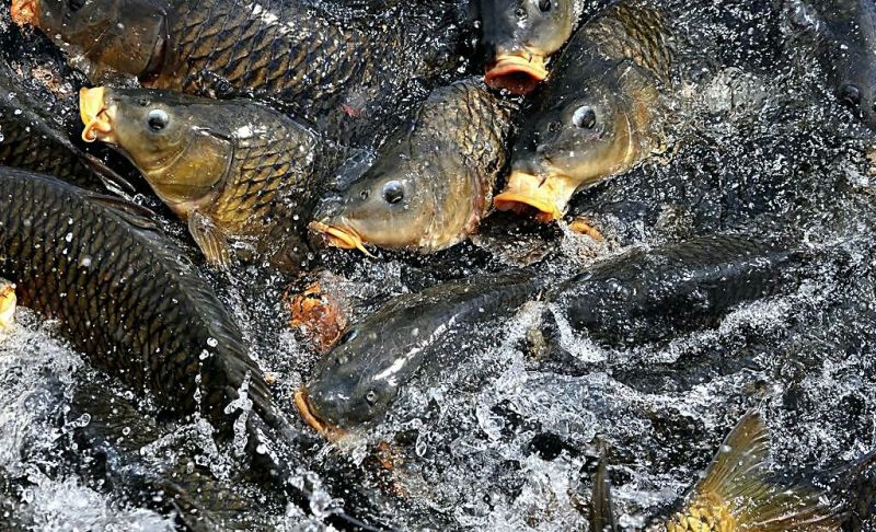 河鲤鱼食用2~3公斤