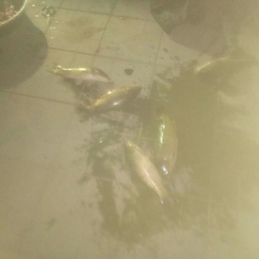 池鲤鱼食用1~2公斤