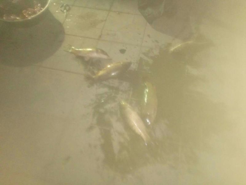 池鲤鱼食用1~2公斤