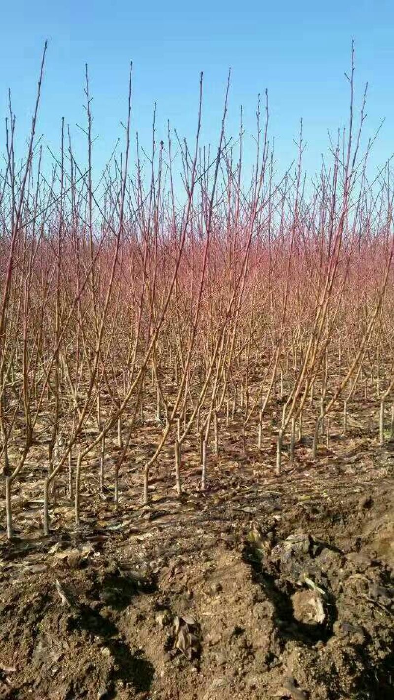 水蜜桃树苗产地，水蜜桃树苗厂家，水蜜桃树苗批发