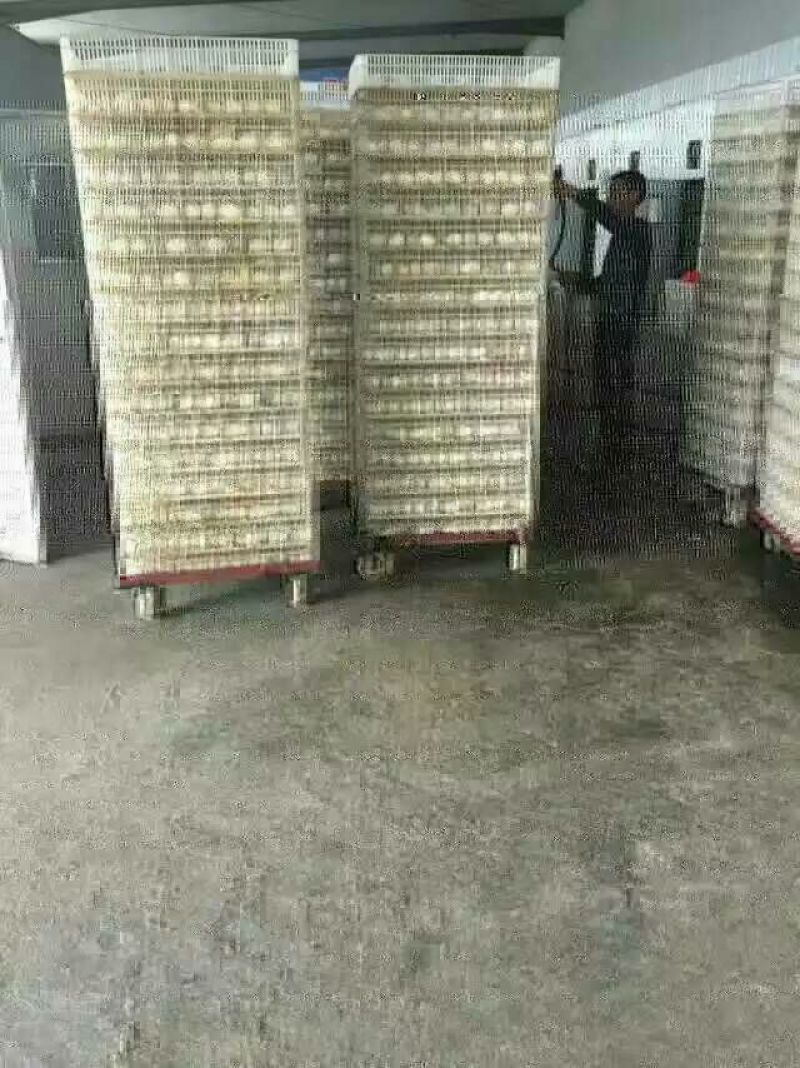 狮头鹅苗250g以下