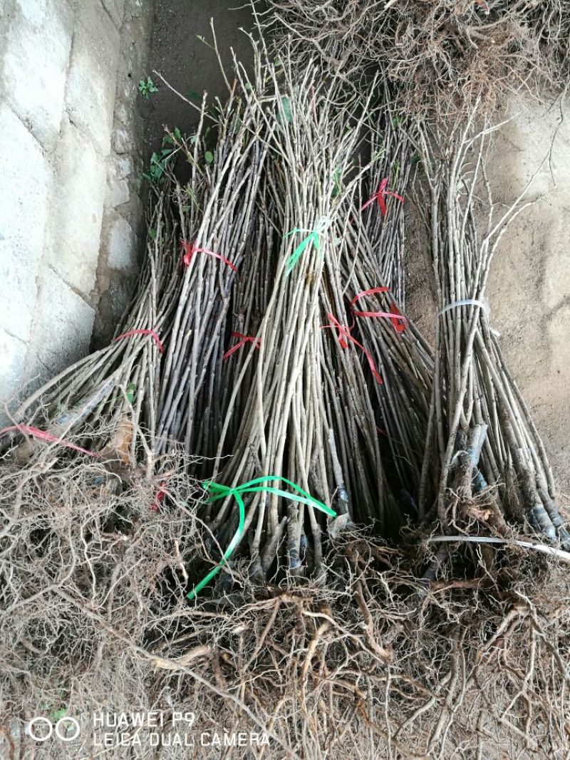 黄蜜樱桃苗2年80cm以上嫁接樱桃树苗矮化樱桃树