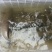 池鲤鱼1~2公斤食用