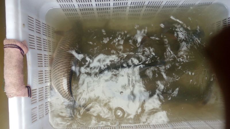 池鲤鱼1~2公斤食用