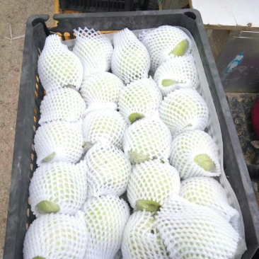 鸭梨250~300g纸加膜