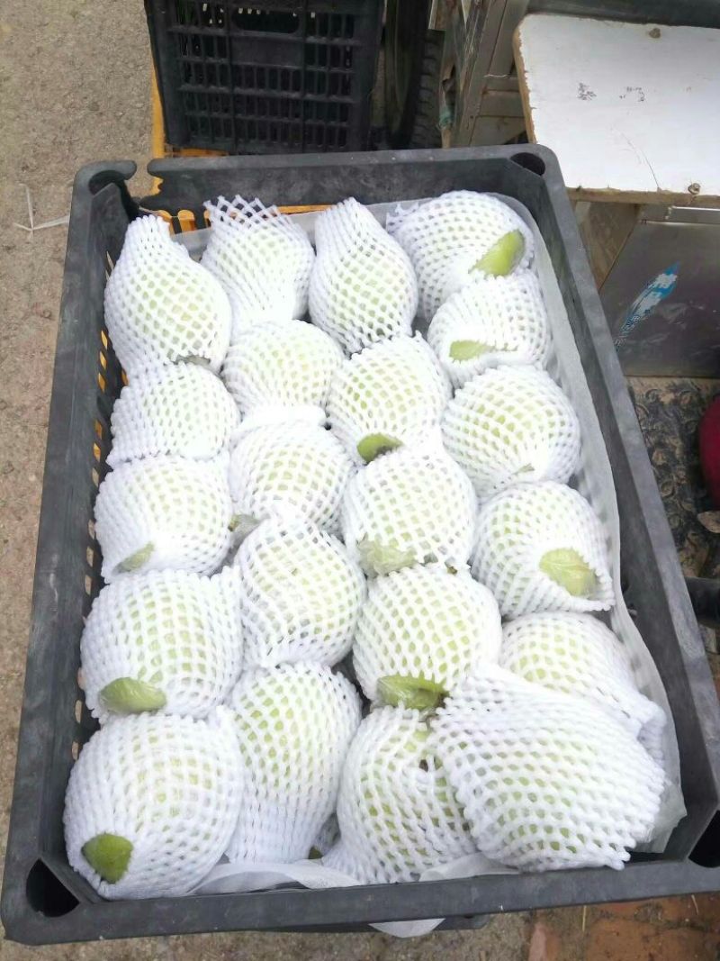 鸭梨250~300g纸加膜