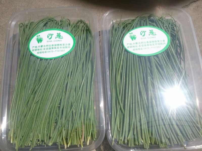 沙葱15~20c
