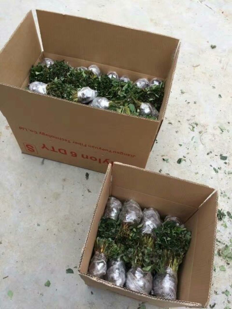 草莓苗