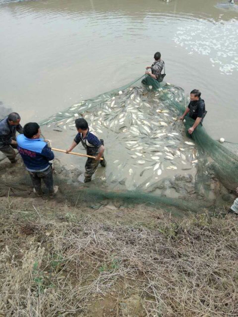 池鲤鱼食用2~3公斤
