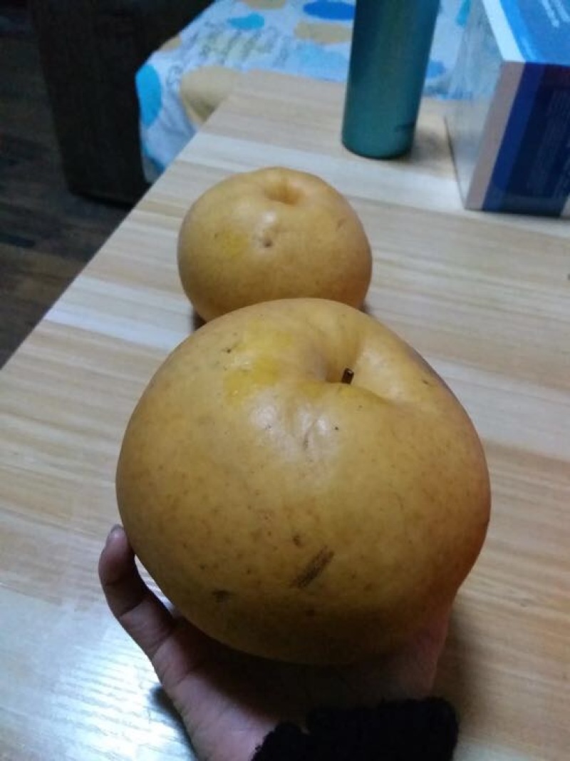 晚秋黄梨