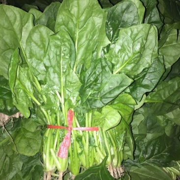 大叶菠菜