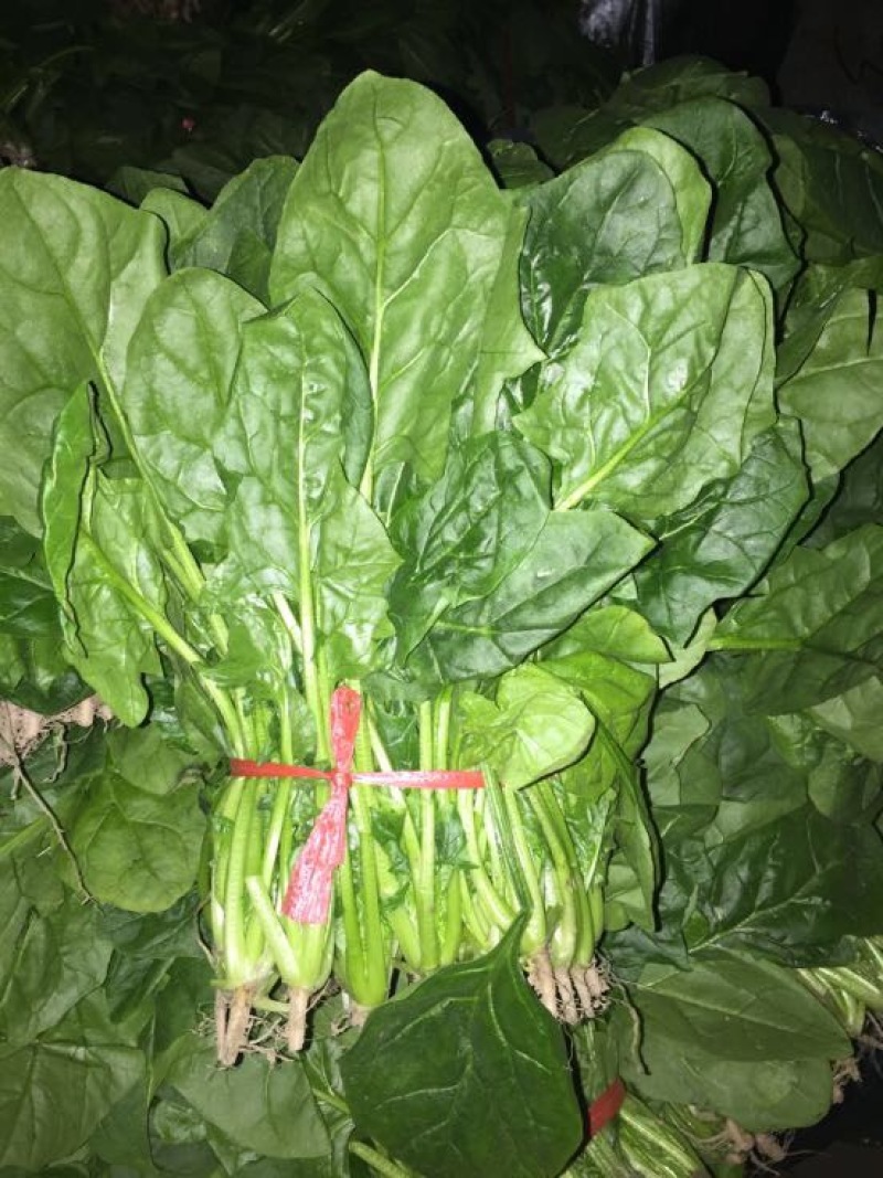 大叶菠菜