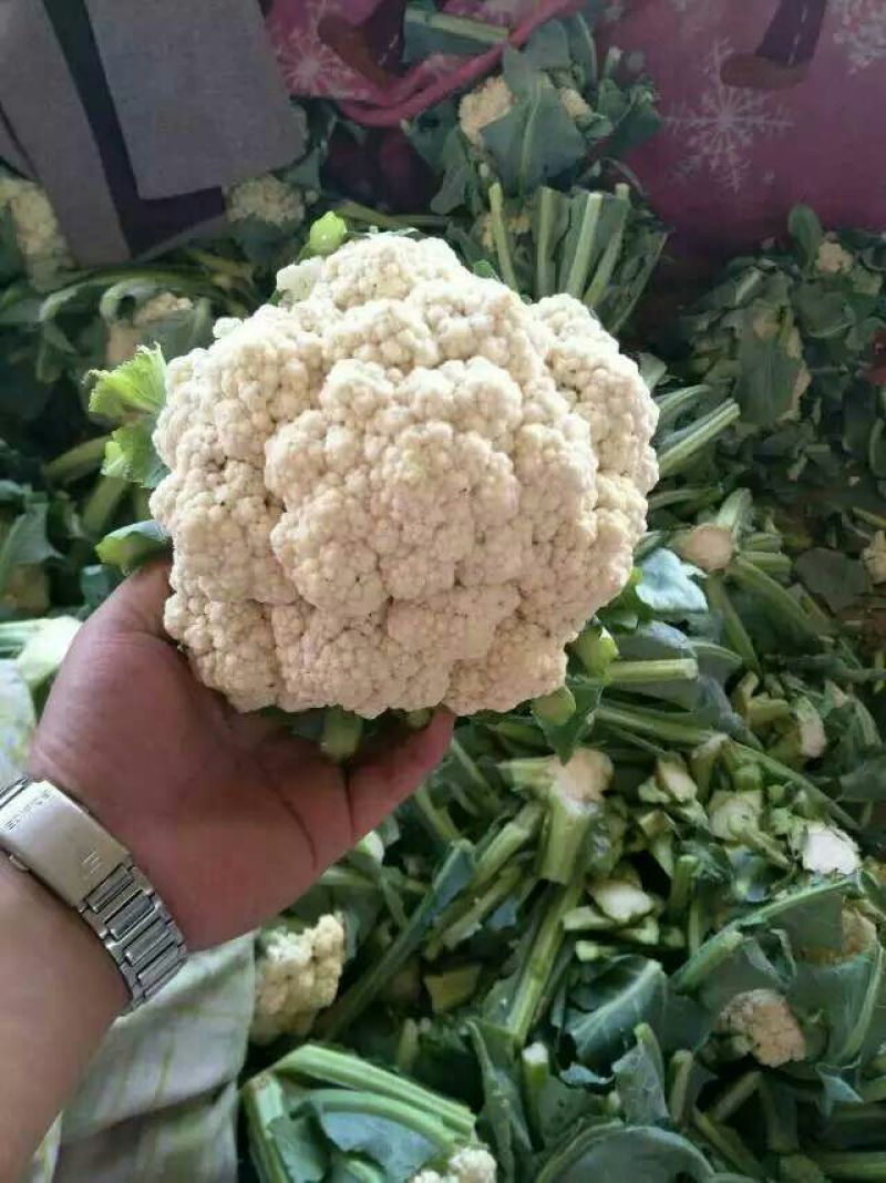 河北产地直销雪玉菜花2斤紧密乳白一条龙服务