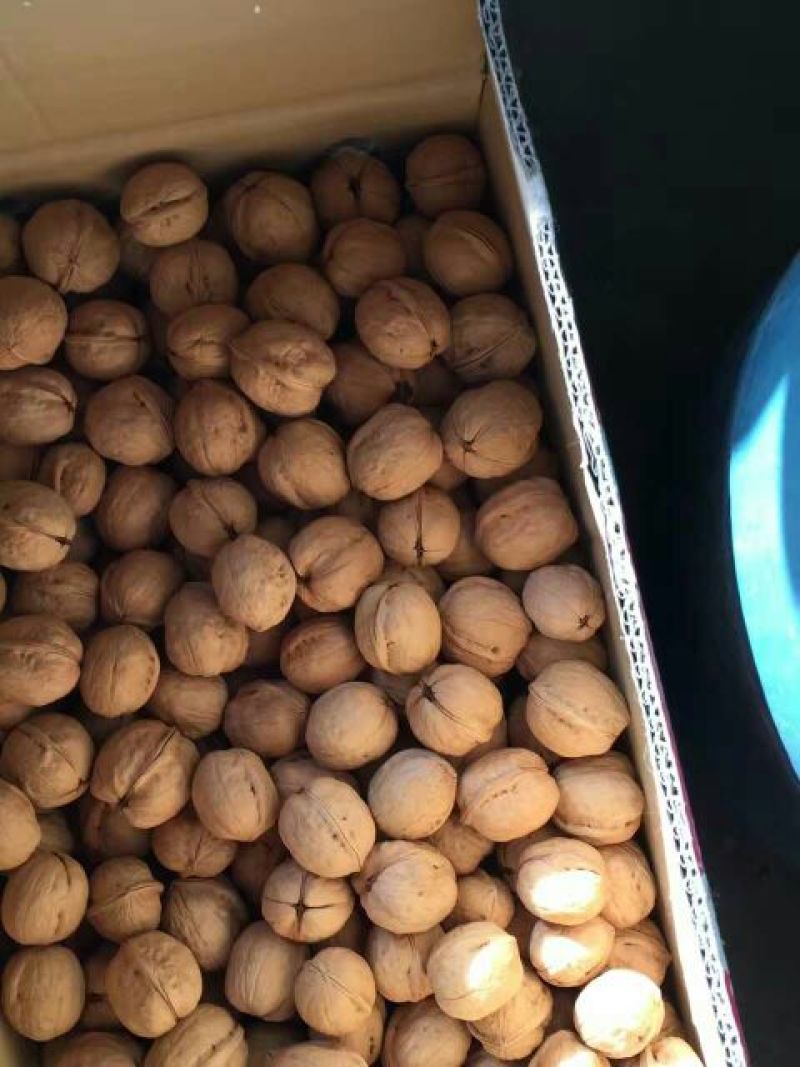 薄皮核桃去皮干