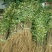 花椒苗0.5~1年