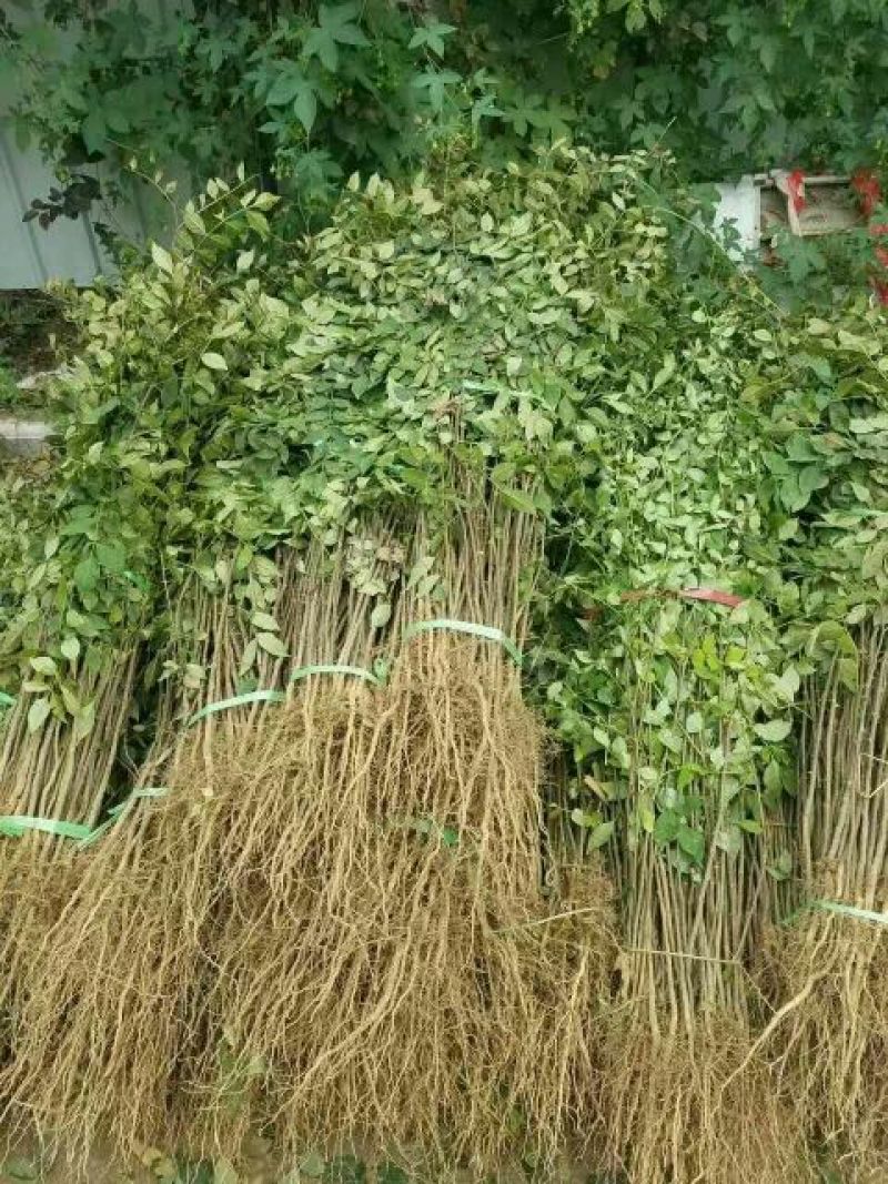 花椒苗0.5~1年