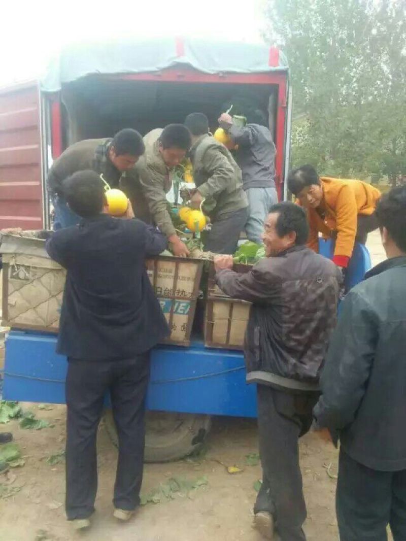 伊丽莎白甜瓜久红瑞香瓜瑞红甜瓜