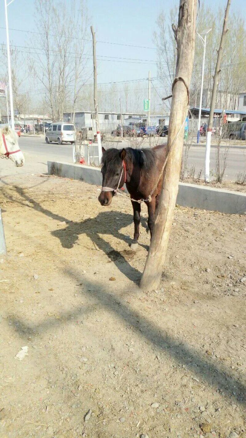 伊犁马300~400kg