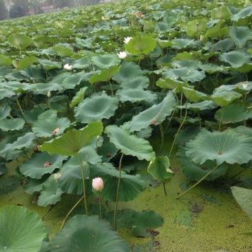 大龙虾
